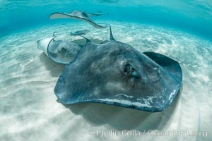 Southern Stingray, Stingray City, Grand Cayman Island, Dasyatis americana