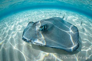 Southern Stingray, Stingray City, Grand Cayman Island, Dasyatis americana