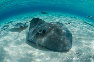 Southern Stingray, Stingray City, Grand Cayman Island, Dasyatis americana