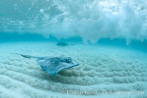 Southern Stingray, Stingray City, Grand Cayman Island, Dasyatis americana