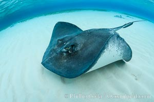 Southern Stingray, Stingray City, Grand Cayman Island, Dasyatis americana