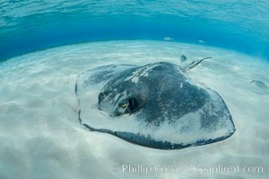 Southern Stingray, Stingray City, Grand Cayman Island, Dasyatis americana