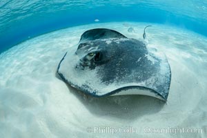 Southern Stingray, Stingray City, Grand Cayman Island, Dasyatis americana