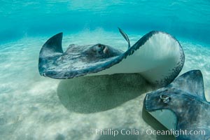 Southern Stingrays, Stingray City, Grand Cayman Island, Dasyatis americana