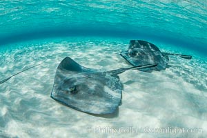 Southern Stingrays, Stingray City, Grand Cayman Island, Dasyatis americana