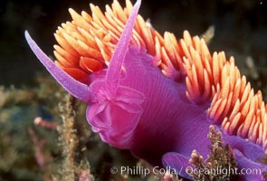 Spanish shawl  nudibranch, Flabellina iodinea, Flabellinopsis iodinea, Santa Cruz Island