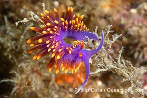 Spanish shawl nudibranch, Flabellinopsis iodinea, Midriff Islands, Sea of Cortez, Flabellinopsis iodinea, Isla Angel de la Guarda, Baja California, Mexico