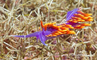 Spanish shawl nudibranch, Flabellinopsis iodinea, Midriff Islands, Sea of Cortez, Flabellinopsis iodinea, Isla Angel de la Guarda, Baja California, Mexico