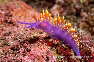 Spanish shawl nudibranch, Flabellinopsis iodinea, Midriff Islands, Sea of Cortez, Flabellinopsis iodinea, Isla Angel de la Guarda, Baja California, Mexico