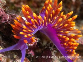 Spanish shawl nudibranch, Flabellinopsis iodinea, Midriff Islands, Sea of Cortez, Flabellinopsis iodinea, Isla Angel de la Guarda, Baja California, Mexico