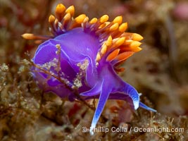 Spanish shawl nudibranch, Flabellinopsis iodinea, Midriff Islands, Sea of Cortez, Flabellinopsis iodinea, Islas San Lorenzo, Baja California, Mexico