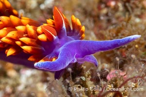 Spanish shawl nudibranch, Flabellinopsis iodinea, Midriff Islands, Sea of Cortez, Flabellinopsis iodinea, Islas San Lorenzo, Baja California, Mexico