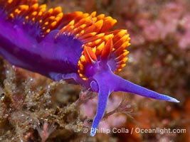 Spanish shawl nudibranch, Flabellinopsis iodinea, Midriff Islands, Sea of Cortez, Flabellinopsis iodinea, Islas San Lorenzo, Baja California, Mexico