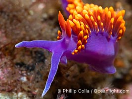 Spanish shawl nudibranch, Flabellinopsis iodinea, Midriff Islands, Sea of Cortez, Flabellinopsis iodinea, Islas San Lorenzo, Baja California, Mexico