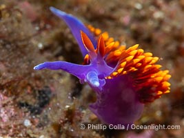 Spanish shawl nudibranch, Flabellinopsis iodinea, Midriff Islands, Sea of Cortez, Flabellinopsis iodinea, Islas San Lorenzo, Baja California, Mexico