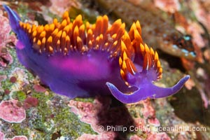 Spanish shawl nudibranch, Flabellinopsis iodinea, Midriff Islands, Sea of Cortez, Flabellinopsis iodinea, Islas San Lorenzo, Baja California, Mexico