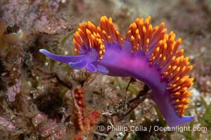 Spanish shawl nudibranch, Flabellinopsis iodinea, Midriff Islands, Sea of Cortez, Flabellinopsis iodinea, Islas San Lorenzo, Baja California, Mexico