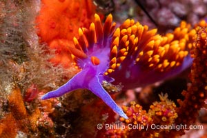 Spanish shawl nudibranch, Flabellinopsis iodinea, Midriff Islands, Sea of Cortez, Flabellinopsis iodinea, Islas San Lorenzo, Baja California, Mexico