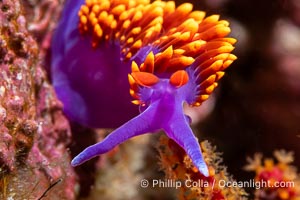 Spanish shawl nudibranch, Flabellinopsis iodinea, Midriff Islands, Sea of Cortez, Flabellinopsis iodinea, Islas San Lorenzo, Baja California, Mexico