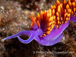 Spanish shawl nudibranch, Flabellinopsis iodinea, Midriff Islands, Sea of Cortez, Flabellinopsis iodinea, Islas San Lorenzo, Baja California, Mexico