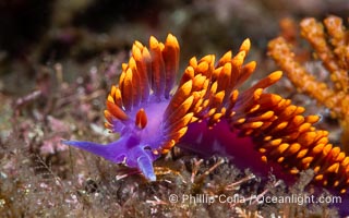 Spanish shawl nudibranch, Flabellinopsis iodinea, Midriff Islands, Sea of Cortez, Flabellinopsis iodinea, Islas San Lorenzo, Baja California, Mexico