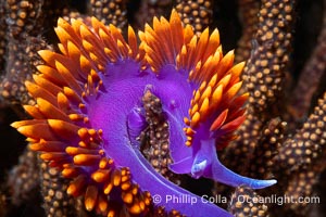 Spanish shawl nudibranch, Flabellinopsis iodinea, Midriff Islands, Sea of Cortez, Flabellinopsis iodinea, Islas San Lorenzo, Baja California, Mexico