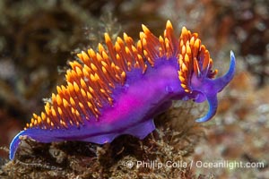 Spanish shawl nudibranch, Flabellinopsis iodinea, Midriff Islands, Sea of Cortez, Flabellinopsis iodinea, Islas San Lorenzo, Baja California, Mexico