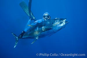 Joe Tobin and speared yellowfin tuna, Guadalupe Island (Isla Guadalupe)