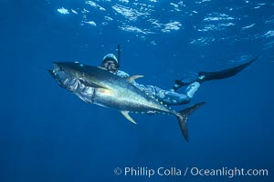 Joe Tobin and yellowfin tuna speared at Guadalupe Island, Guadalupe Island (Isla Guadalupe)