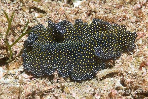 Speckeled Flatworm, Pseudoceros bajae, Sea of Cortez, Pseudoceros bajae, Islas San Lorenzo, Baja California, Mexico