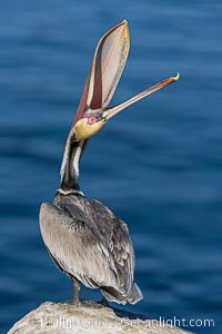 Spectacular Brown Pelican Head Throw Display. This California brown pelican is arching its head and neck way back, opening its mouth in a behavior known as a head throw or bill throw, Pelecanus occidentalis, Pelecanus occidentalis californicus, La Jolla