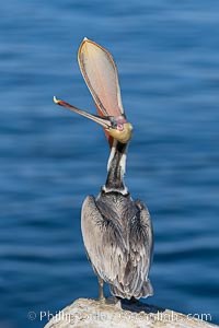 Pelican yoga, Utthita Tadasan, extended mountain pose with backbend. Extreme Brown Pelican Head Throw Display. This California brown pelican is arching its head and neck way back, opening its mouth in a behavior known as a head throw or bill throw, Pelecanus occidentalis, Pelecanus occidentalis californicus, La Jolla