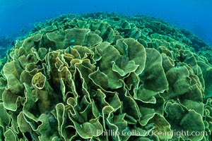 Spectacular display of pristine cabbage coral, Turbinaria reniformis, in Nigali Pass on Gao Island, Fiji, Turbinaria reniformis, Nigali Passage, Gau Island, Lomaiviti Archipelago