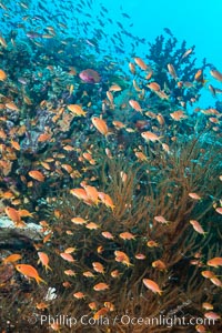 Pristine tropical reef with black coral, schooling anthias fishes and colorful dendronephthya soft corals, pulsing with life in a strong current over a pristine coral reef. Fiji is known as the soft coral capitlal of the world, Dendronephthya, Pseudanthias