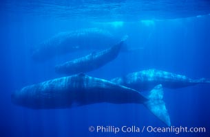 Sperm whales, Physeter macrocephalus, Sao Miguel Island