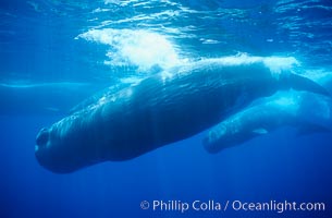 Mature male (bull) sperm whale, Physeter macrocephalus, Sao Miguel Island