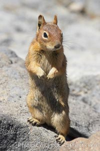 Unidentified squirrel, Panorama Point, Paradise Park, Spermophilus saturatus, Mount Rainier National Park, Washington