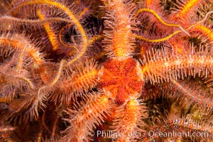 Spiny brittle stars (starfish) detail, Ophiothrix spiculata