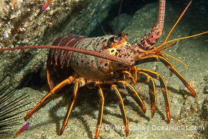 Spiny lobster, Panulirus interruptus, Catalina Island, Panulirus interruptus