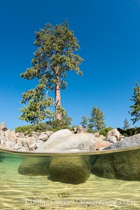 Split view of Trees and Underwater Boulders, Lake Tahoe, Nevada