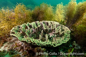 Sponge and Marine Algae, Kangaroo Island, South Australia
