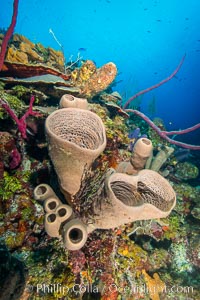 Sponges on Caribbean coral reef, Grand Cayman Island