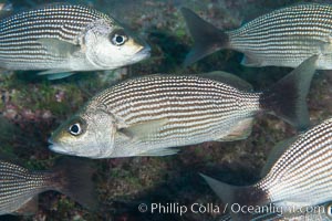 Spottail grunt fish, Isla San Diego, Sea of Cortez