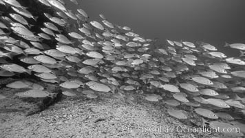 Spottail grunt fish schooling, Isla San Francisquito, Sea of Cortez