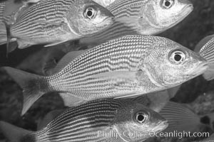 Spottail grunt fish schooling, Isla San Francisquito, Sea of Cortez