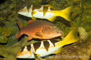 Spotted coralgrouper (center) and two saddleback coralgrouper (top, bottom), Plectropomus laevis, Plectropomus maculatus