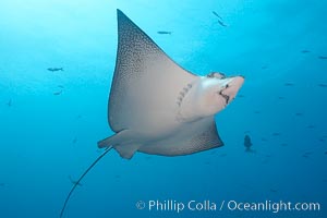 Spotted eagle ray, Aetobatus narinari, Wolf Island