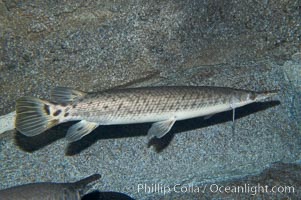 Spotted gar, Lepisosteus oculatus