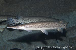 Spotted gar, Lepisosteus oculatus