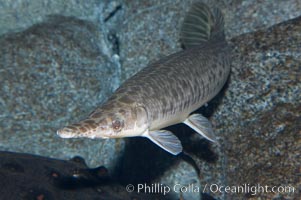 Spotted gar, Lepisosteus oculatus